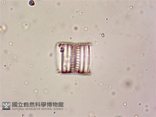 登錄號:A00004611藏品圖，第6張