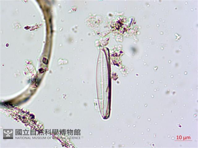 登錄號:A00004661藏品圖，第9張