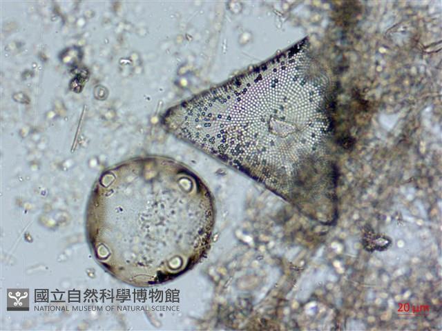 登錄號:A00004561藏品圖，第10張