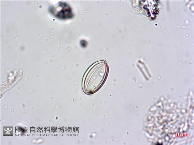 登錄號:A00004601藏品圖，第6張