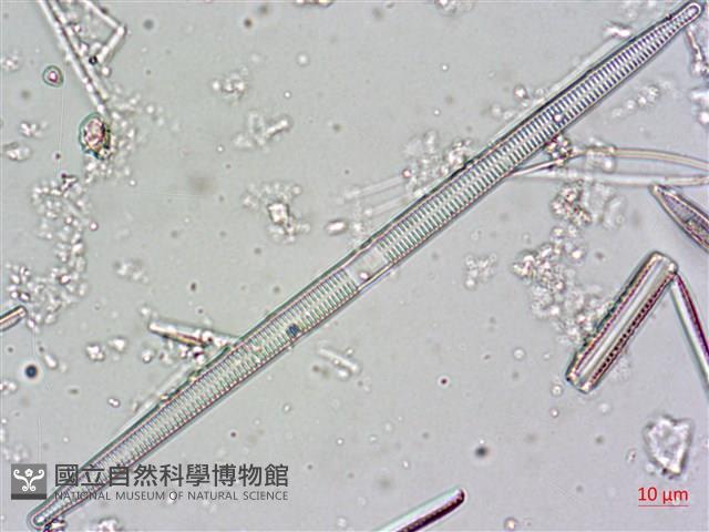 登錄號:A00004481藏品圖，第9張
