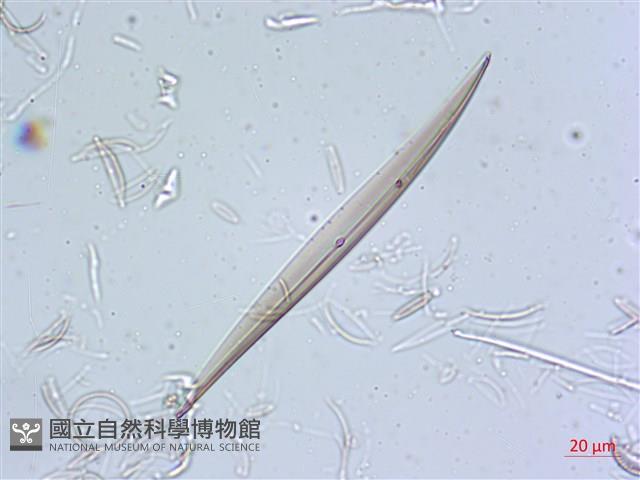 登錄號:A00004630藏品圖，第6張