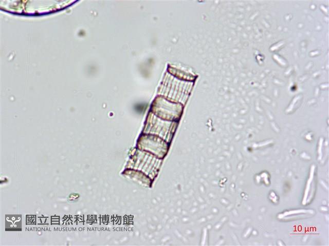 登錄號:A00004660藏品圖，第9張