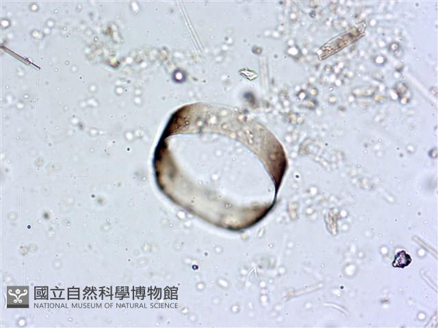 登錄號:A00004560藏品圖，第9張