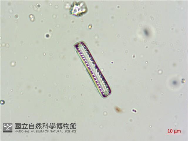 登錄號:A00004600藏品圖，第6張