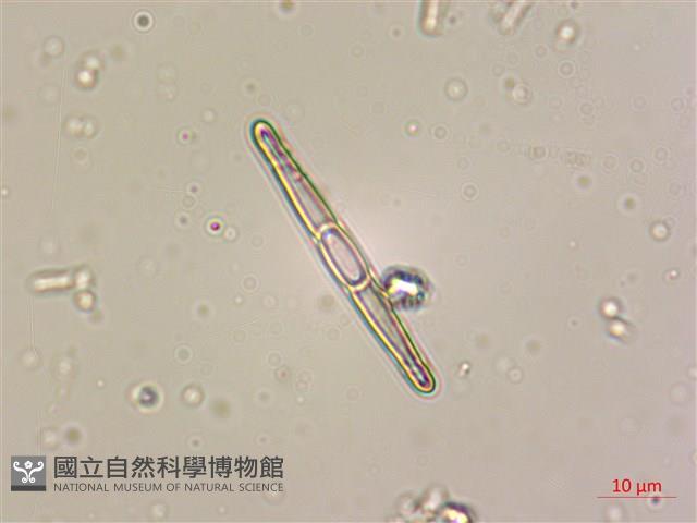 登錄號:A00004533藏品圖，第6張