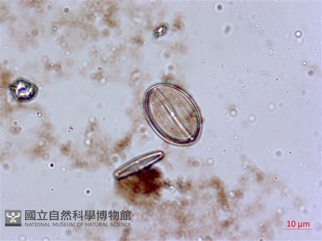 登錄號:A00004553藏品圖，第6張