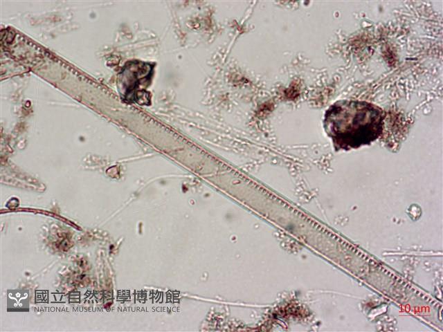 登錄號:A00004643藏品圖，第6張