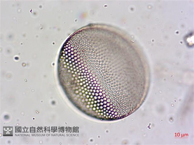 登錄號:A00004654藏品圖，第16張