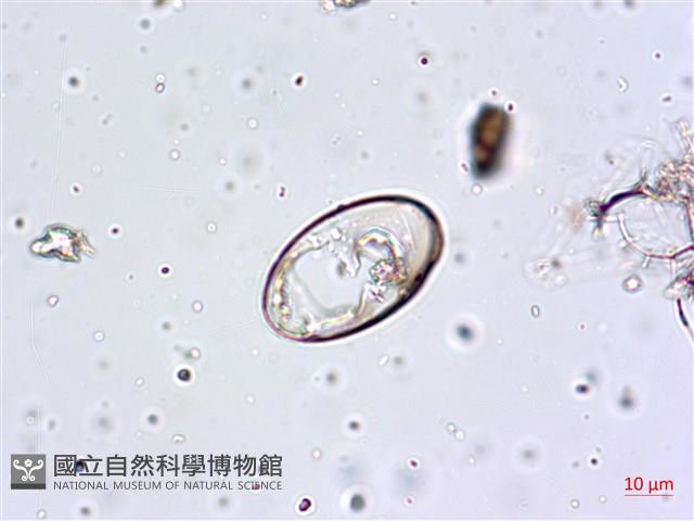 登錄號:A00004657藏品圖，第16張