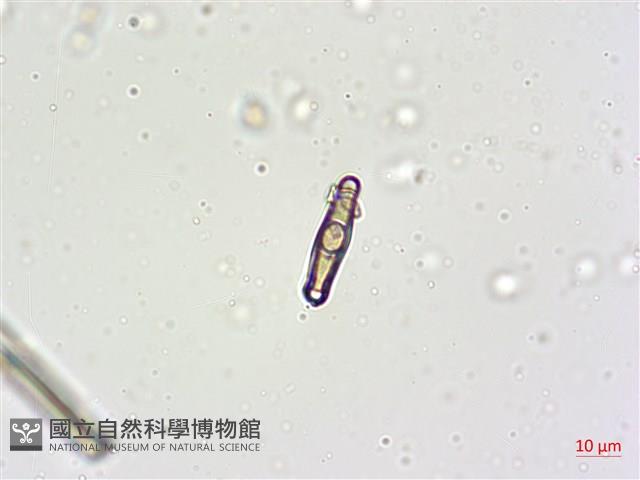 登錄號:A00004632藏品圖，第8張