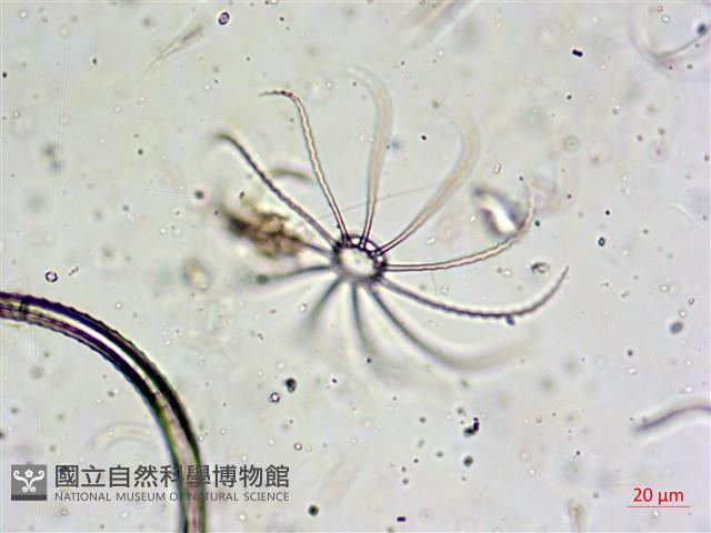 登錄號:A00004652藏品圖，第8張