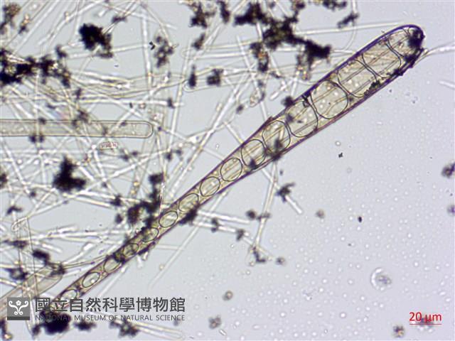 登錄號:A00004592藏品圖，第7張