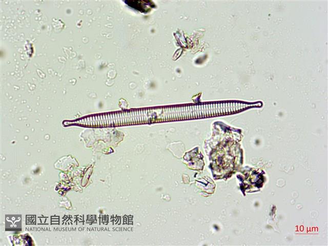 登錄號:A00004662藏品圖，第7張