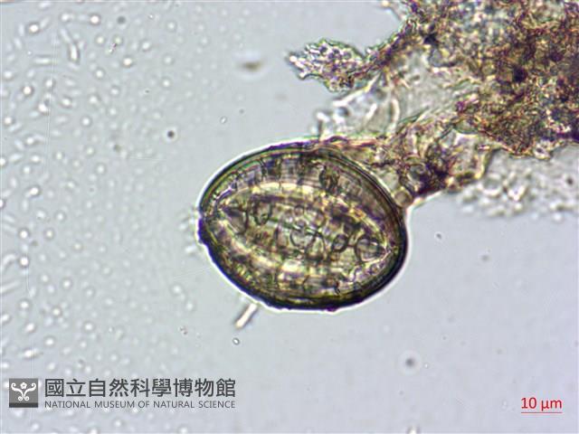 登錄號:A00004482藏品圖，第7張