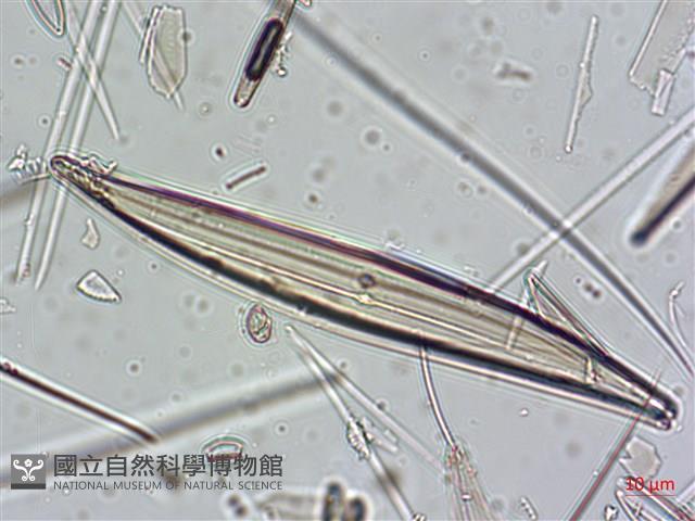 登錄號:A00004638藏品圖，第8張