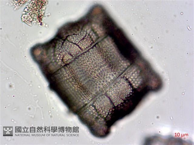登錄號:A00004478藏品圖，第8張