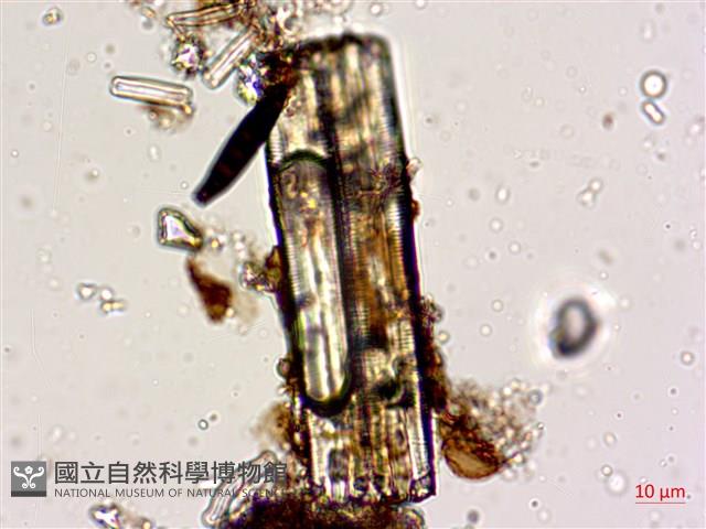 登錄號:A00004598藏品圖，第8張