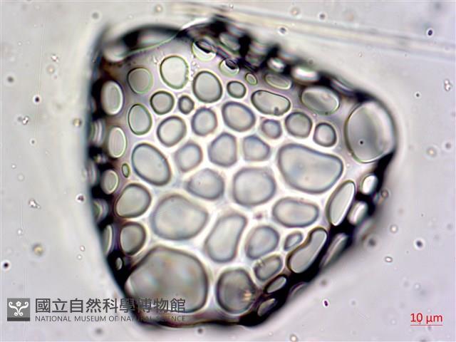 登錄號:A00004659藏品圖，第8張