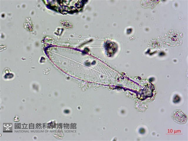 登錄號:A00004579藏品圖，第8張
