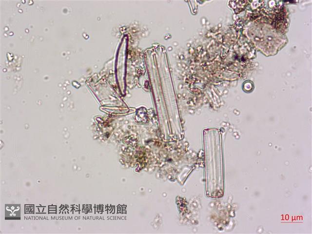 登錄號:A00004619藏品圖，第8張
