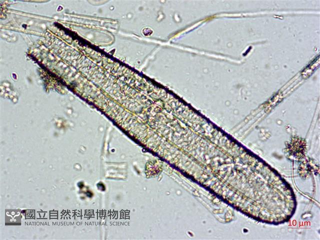 登錄號:A00004589藏品圖，第8張