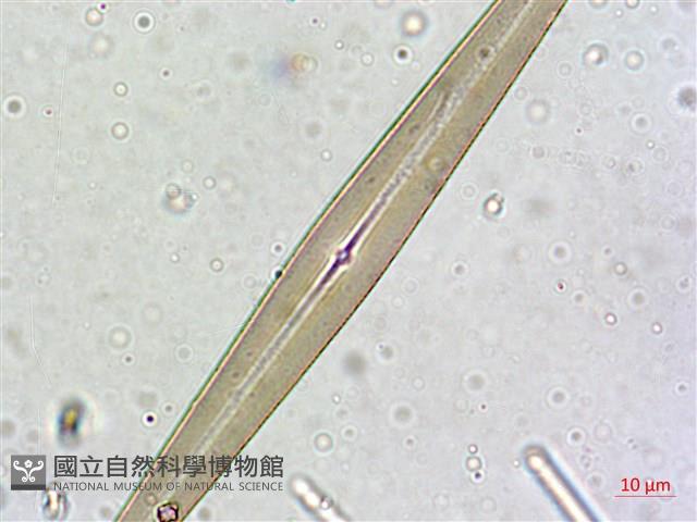 登錄號:A00004636藏品圖，第8張