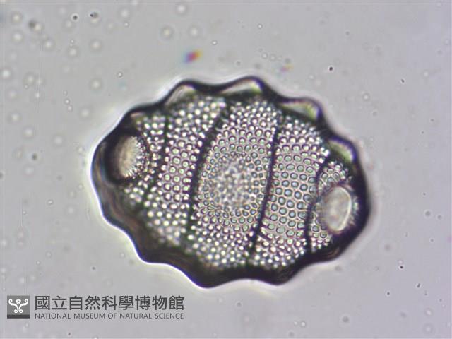 登錄號:A00004476藏品圖，第8張