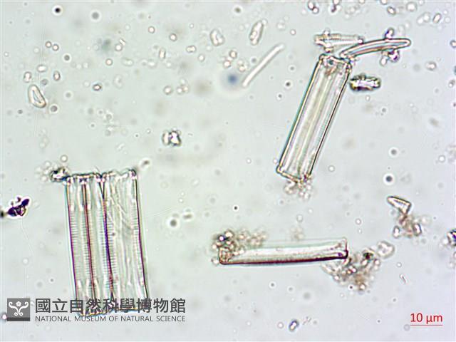 登錄號:A00004616藏品圖，第8張