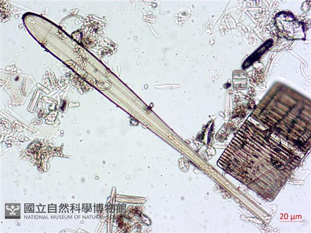 登錄號:A00004546藏品圖，第8張