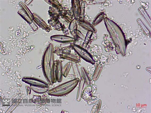 登錄號:A00004606藏品圖，第8張