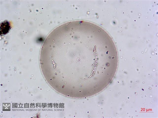 登錄號:A00004654藏品圖，第8張