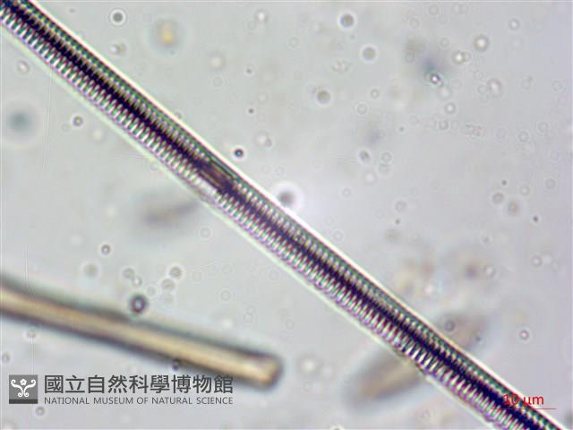 登錄號:A00004624藏品圖，第8張