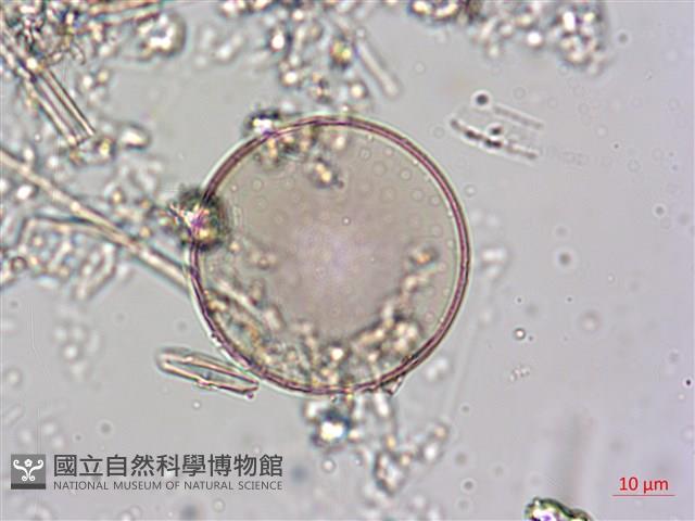 登錄號:A00004604藏品圖，第8張