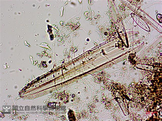 登錄號:A00004584藏品圖，第7張