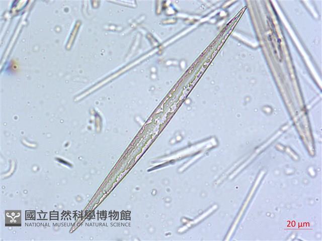 登錄號:A00004637藏品圖，第7張