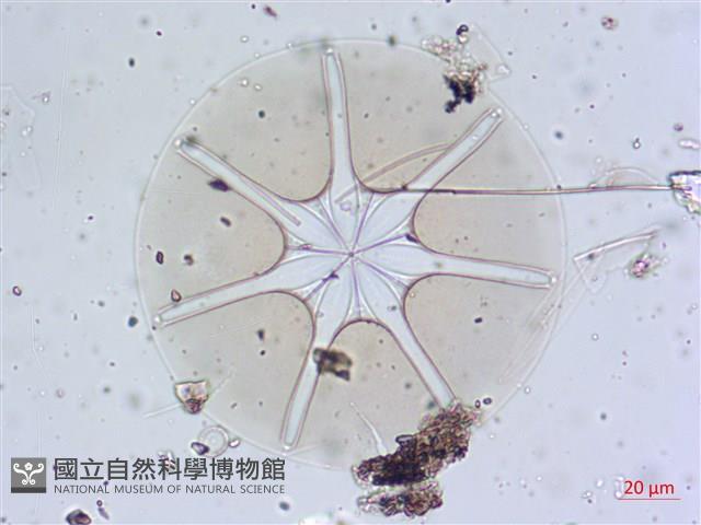 登錄號:A00004657藏品圖，第8張