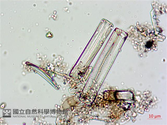 登錄號:A00004617藏品圖，第8張