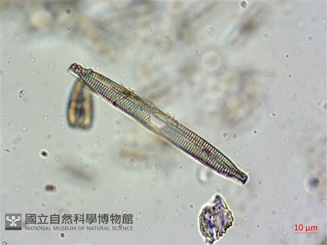 登錄號:A00004607藏品圖，第8張