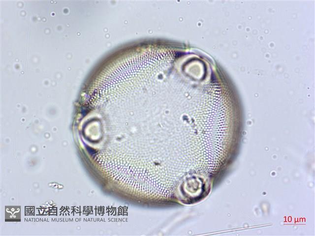 登錄號:A00004565藏品圖，第9張