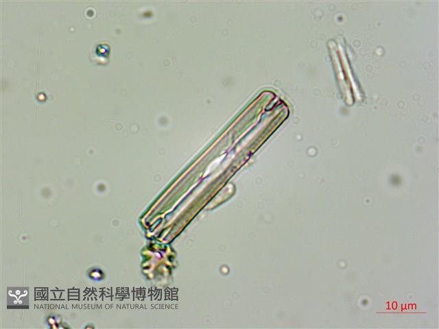登錄號:A00004531藏品圖，第7張