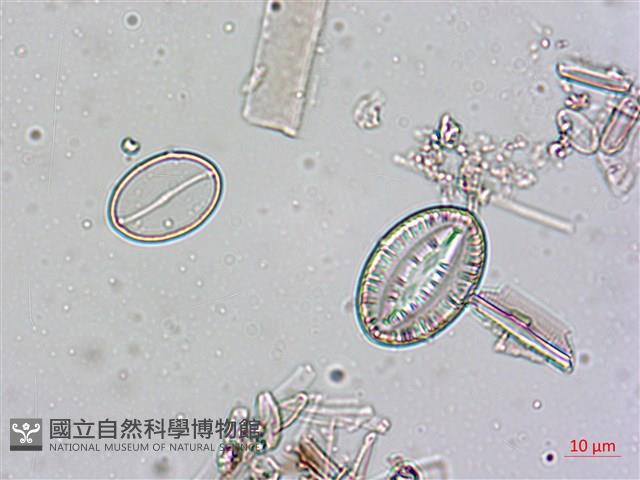 登錄號:A00004551藏品圖，第7張