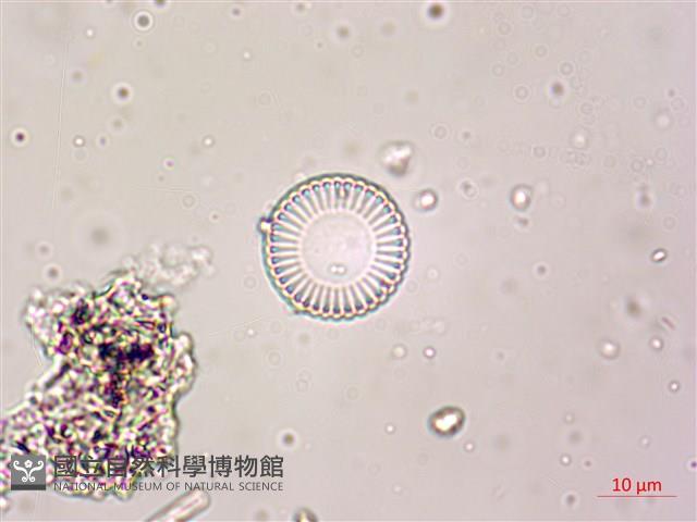 登錄號:A00004611藏品圖，第8張