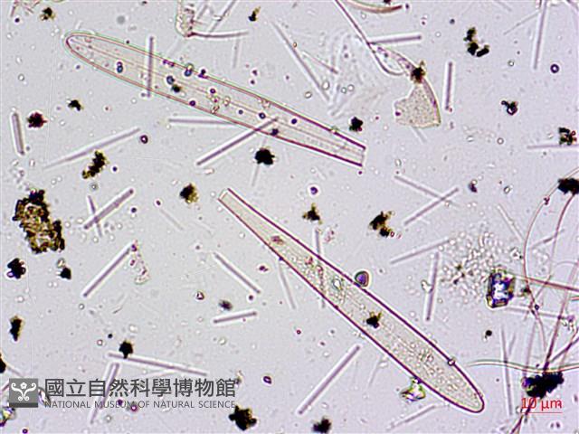 登錄號:A00004591藏品圖，第7張