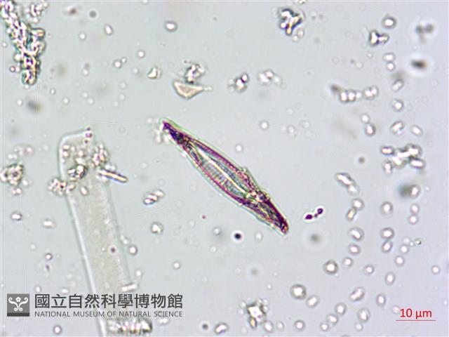 登錄號:A00004661藏品圖，第7張