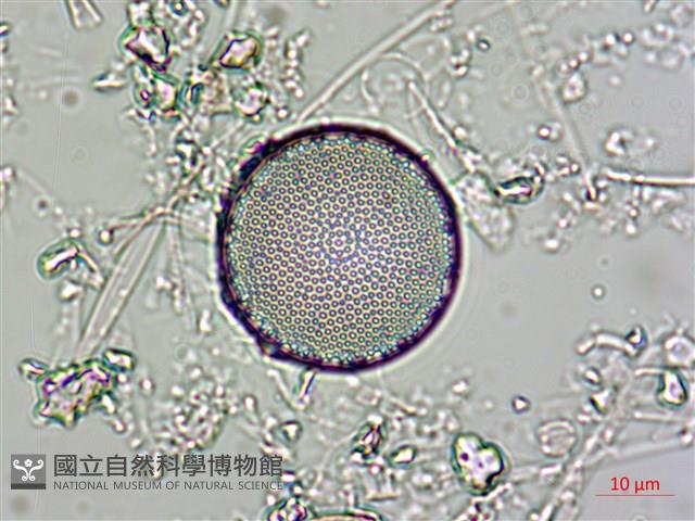 登錄號:A00004561藏品圖，第8張