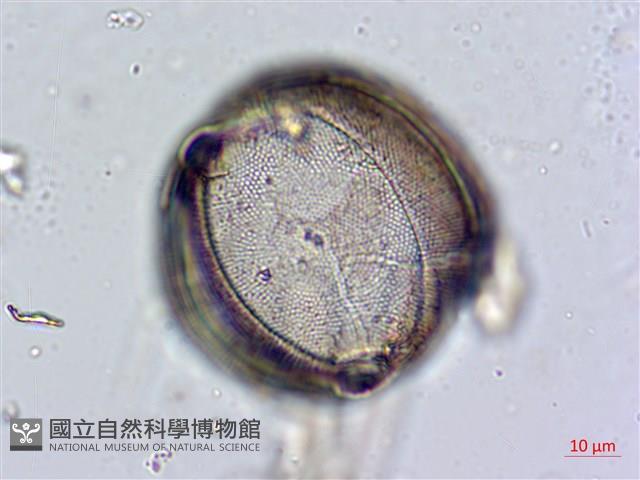 登錄號:A00004660藏品圖，第7張