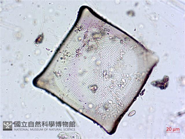 登錄號:A00004560藏品圖，第7張