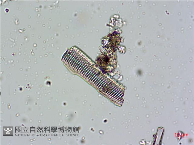 登錄號:A00004673藏品圖，第8張