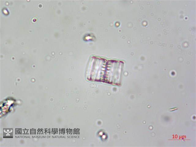 登錄號:A00004613藏品圖，第8張